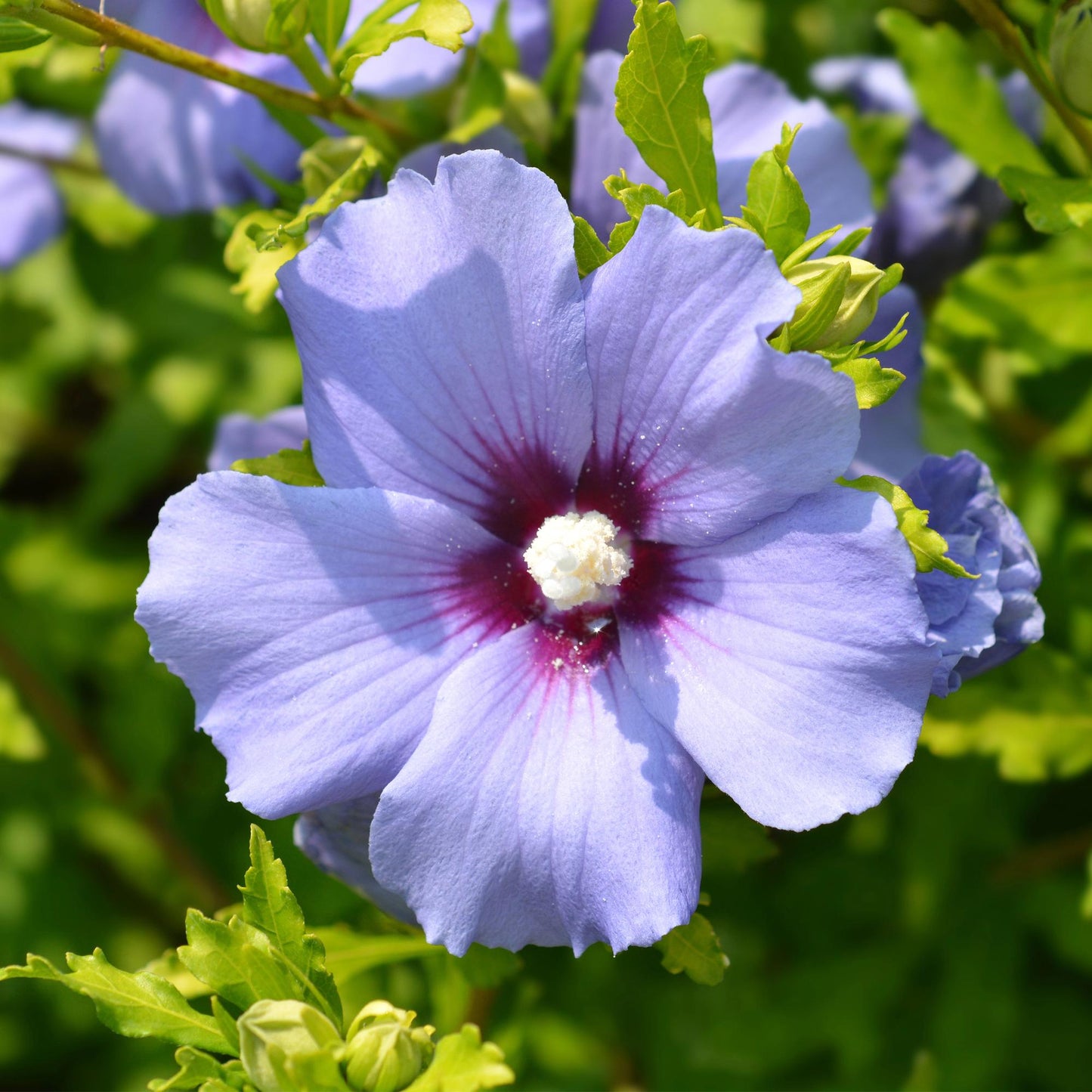Garteneibisch - Hibiscus syriacus Oiseau Blue - Blüte Blau - Strauch - Wenig Pflege - Topf 17cm Höhe 45cm