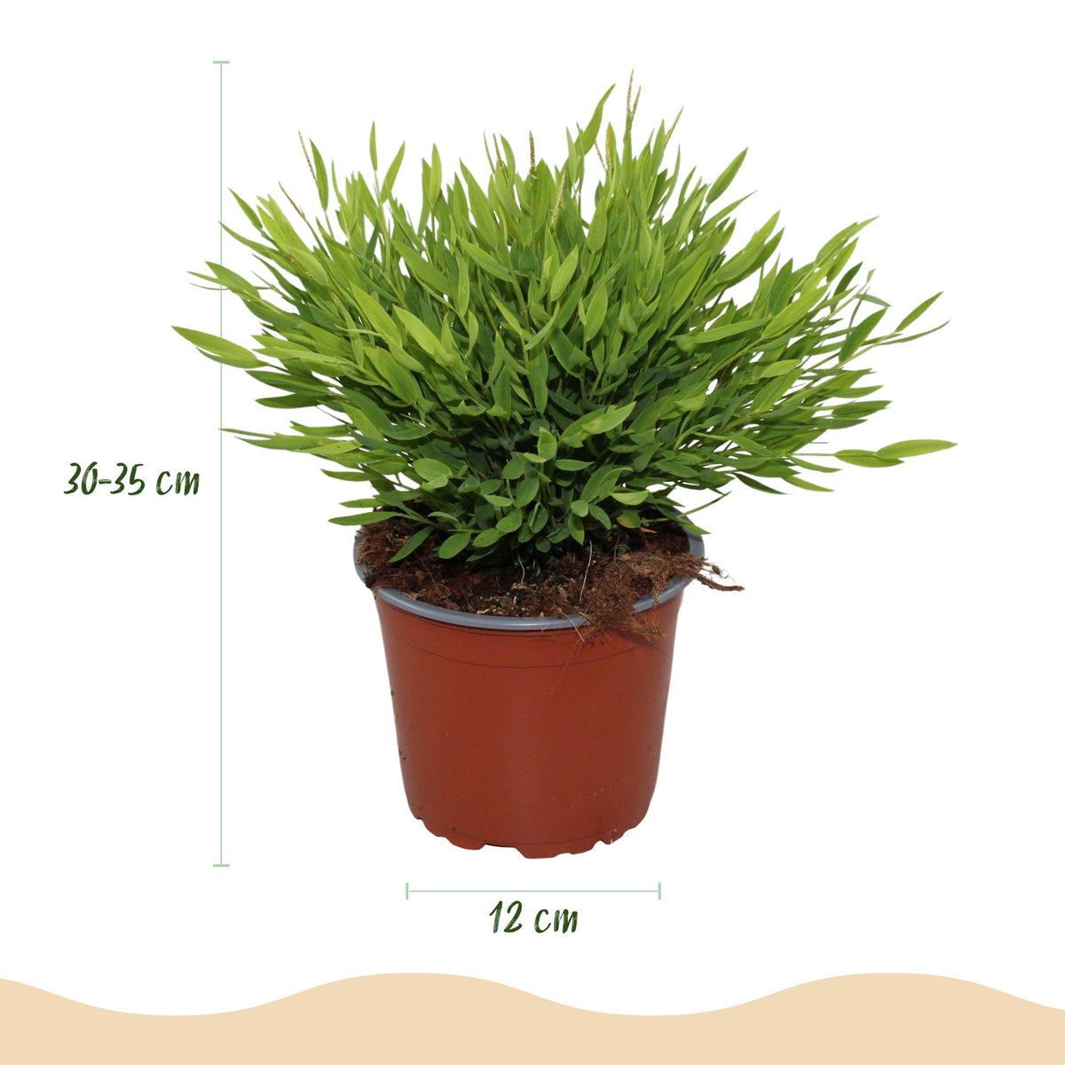 Green boutiQ - Zimmerpflanze - Bamusa Pogonatherum Monica - Bambusgras - Haustierfreundlich - Grün - 2 Pflanzen - Topf 12cm - Höhe 30-35cm 