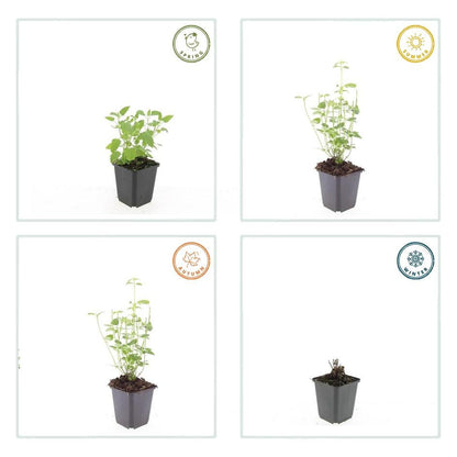 Asiatische Duftnessel - Agastache 'Black Adder' - ↕10-25cm - Ø9cm - 6 Stück