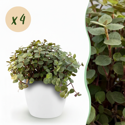 Green boutiQ - Zimmerpflanze - Calissia repens - Katzengras - Haustierfreundlich - Grün - 4 Pflanzen - mit Potter Weiß - Topf 12cm - Höhe 17-20cm 