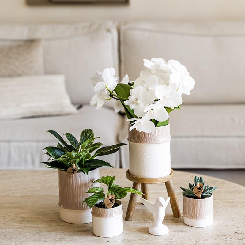 Kolibri Home | Bamboo Übertopf - Sand - Ø6cm 