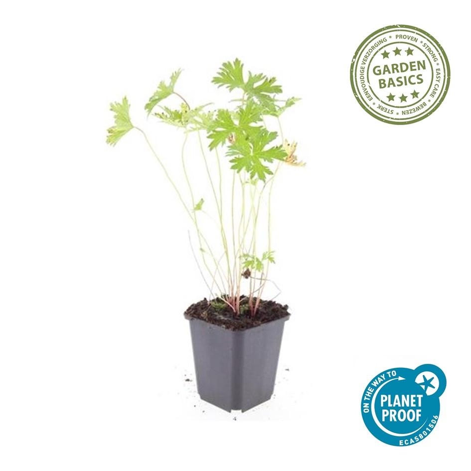 Storchschnabel Geranium 'Johnson's Blue' – ↕10-25cm – Ø9cm – 12 Pflanzen – Winterharte Staude & Bodendecker – Leuchtend blaue Blüten