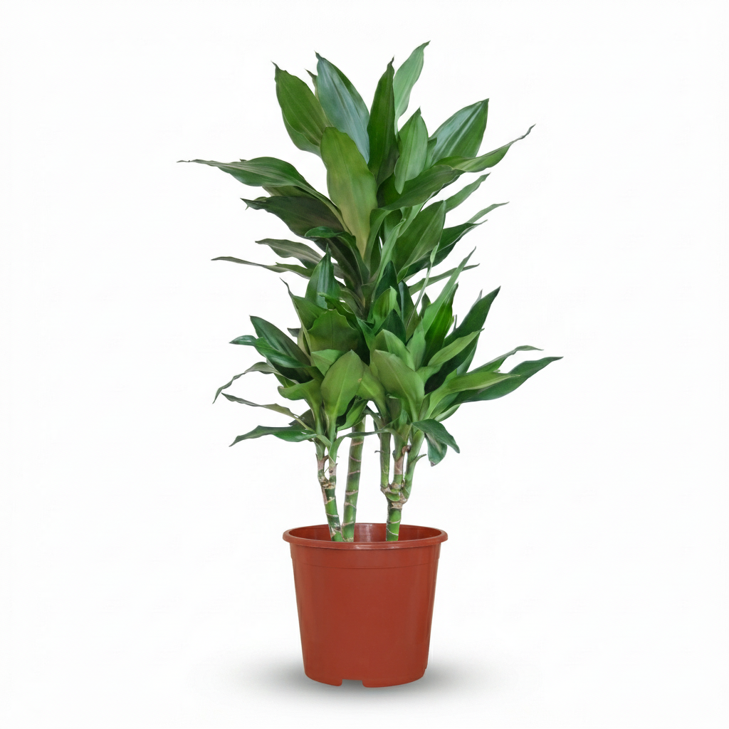 Green boutiQ - Plante d'intérieur - Dragonnier Janet Craig - Dracaena Janet Craig - Vert - Entretien facile - 1 Plante - Pot 21cm - Hauteur 90 - 100cm 