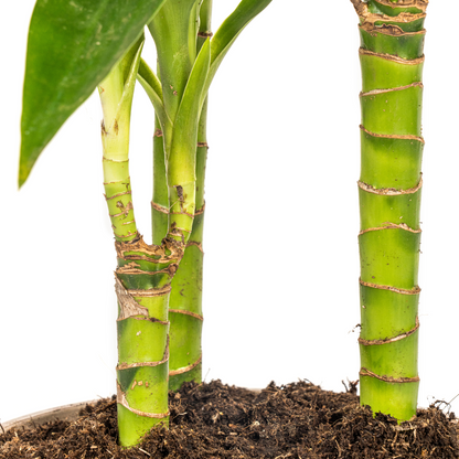 Drachenbaum - Dracaena Deremensis Lisa – Zimmerpflanze – Ø21cm – Höhe 90–110cm – Dunkelgrüne, glänzende Blätter – Pflegeleicht & stilvoll – Für Wohnzimmer & Büro 