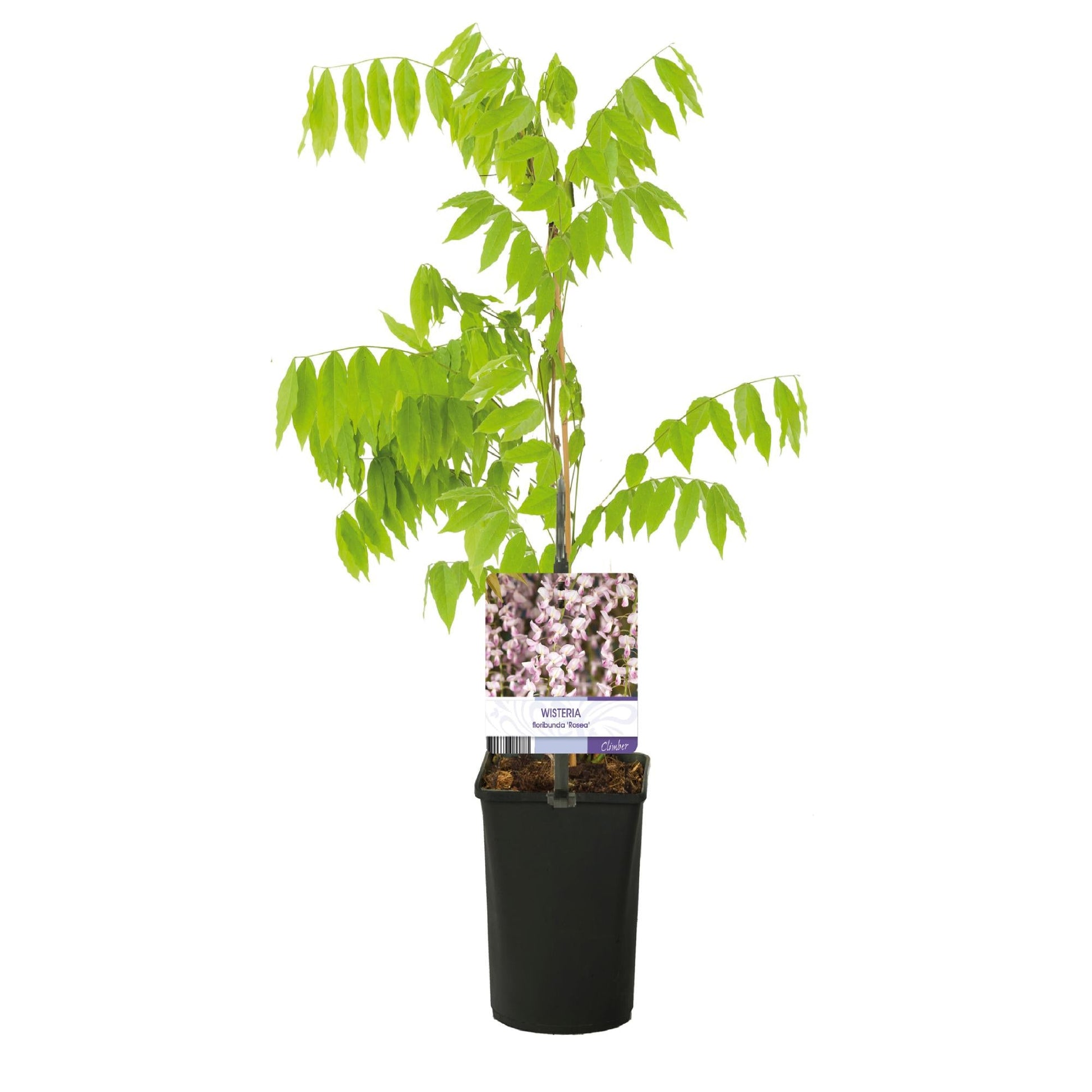 Kletterpflanze Wisteria floribunda Rosea – Rosa Blütentrauben – Frühling – 11 cm x H40 cm – Pflegeleicht – Für Garten, Pergola & Zaun 