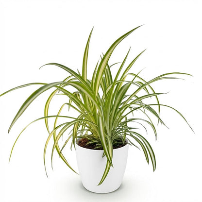 Green boutiQ - Zimmerpflanze - Chlorophytum comosum Variegatum - Bunte Graslilie - Haustierfreundliche Pflanze - Grün - 1 Pflanze - mit Potter Weiß - Topf 12cm - Höhe 20cm 