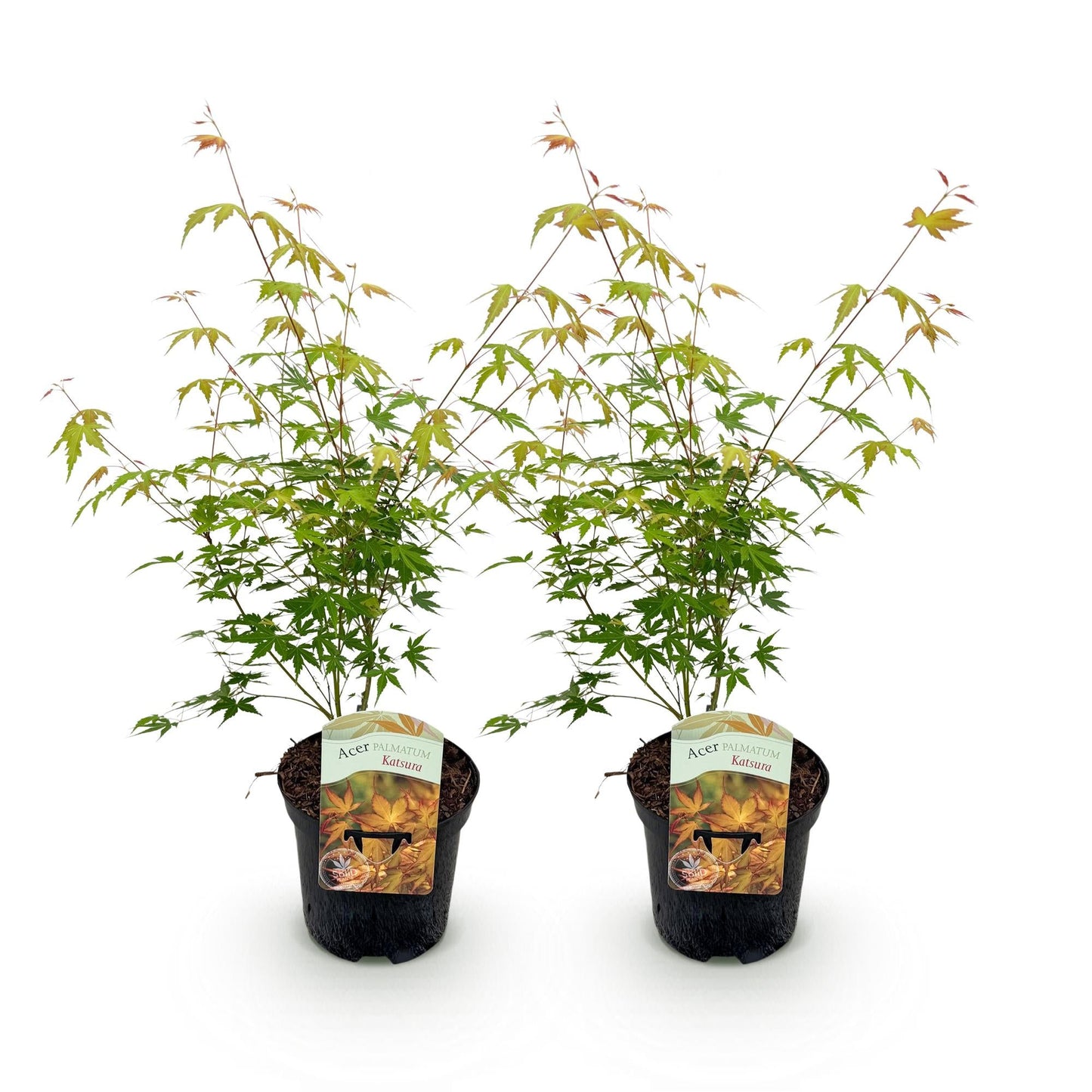 Japanischer Ahorn – Acer palmatum Katsura – 2 Pflanzen – Orange Herbstfärbung – je ca. 70 cm hoch – im 19 cm Topf – Balkonpflanze & Zierbaum – Für Beet, Terrasse & Kübel 