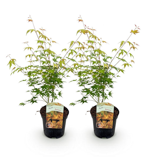 Japanischer Ahorn – Acer palmatum Katsura – 2 Pflanzen – Orange Herbstfärbung – je ca. 70 cm hoch – im 19 cm Topf – Balkonpflanze & Zierbaum – Für Beet, Terrasse & Kübel 