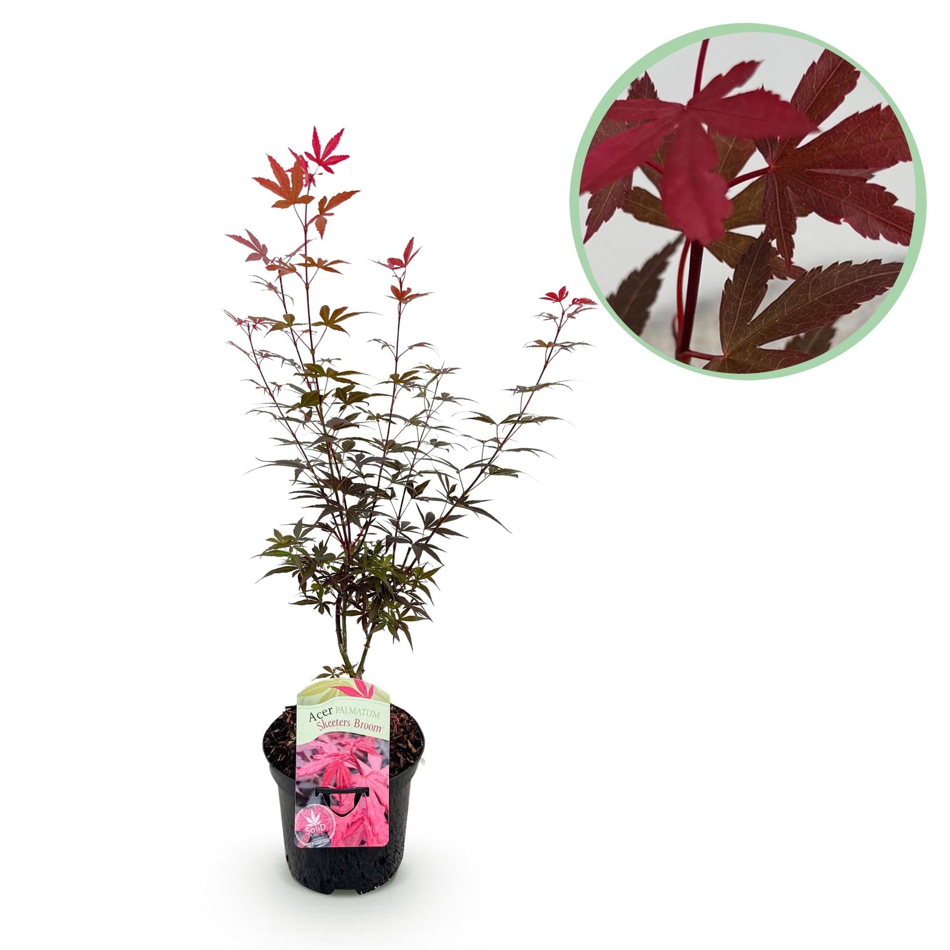 Japanischer Ahorn Acer palmatum 'Skeeter’s Broom' – Lila – Balkon- & Gartenpflanze – Ø19 cm – Ca. 70 cm hoch – Kompakter Zierahorn mit eindrucksvollem Farbspiel 