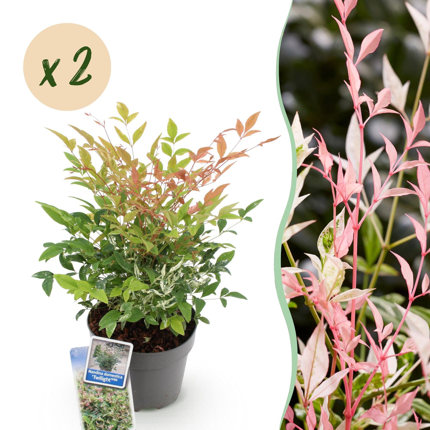 GreenboutiQ - Gartenpflanze - Nandina Twilight - Bunt & Rosa - 2 Pflanzen - Immergrün - Wenig Pflege - Topf 17cm Höhe 45cm 