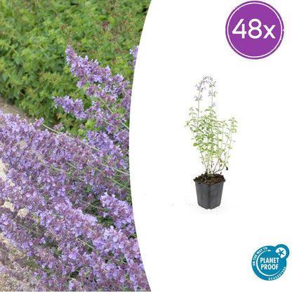 Nepeta ‘Walker’s Low’ – 48 Pflanzen – ↕10-25cm – Ø9cm – Lavendelblau – Aromatisches Laub – Pflegeleicht – Sonne – Bienen & Schmetterlinge 