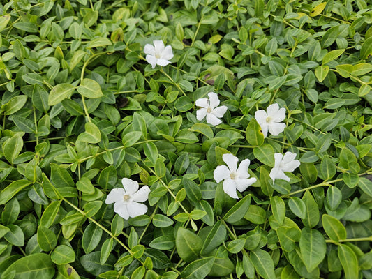 Vinca minor 'Gertrude Jekyll' – 24 Pflanzen – Immergrüner Bodendecker – Weiß blühend – Tiefgrüne Blätter – 10–25 cm – Ø9 cm – Schattentolerant & pflegeleicht