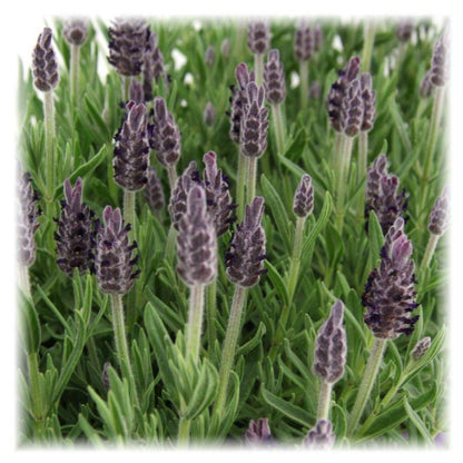 Echter Lavendel - Lavandula stoechas Anouk® - 12 cm Topf - Schopflavendel - 6 Stück