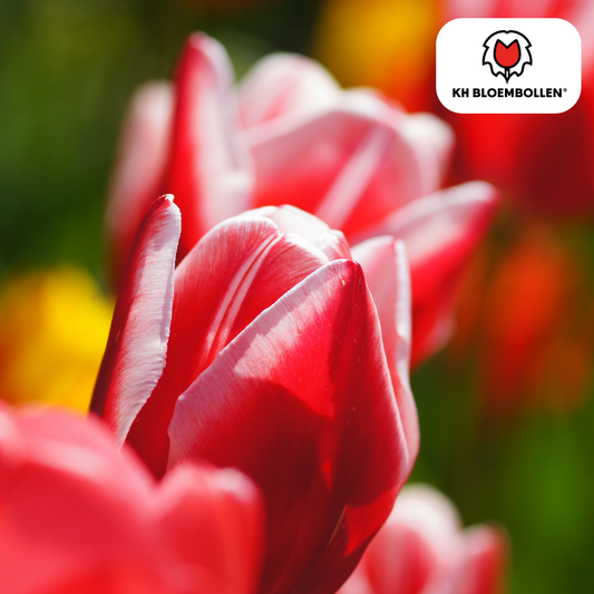 Tulpenzwiebeln Candy Apple Delight – 20 Blumenzwiebeln – Rot-weiße Tulpen – Frühlingstulpen für Garten & Topf – Frisch vom Züchter 