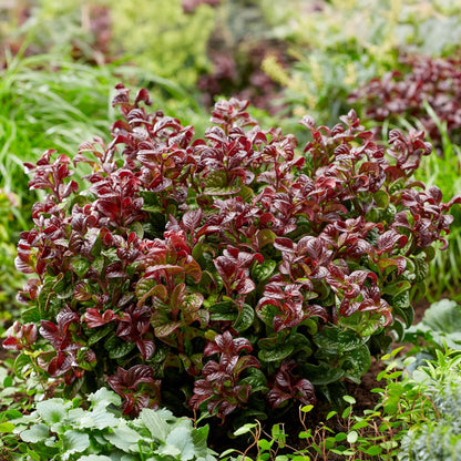 GreenboutiQ - Gartenpflanze - Leucothoe Curly Red - Rot - 1 Pflanze - Immergrün - Wenig Pflege - Topf 17cm Höhe 40cm 