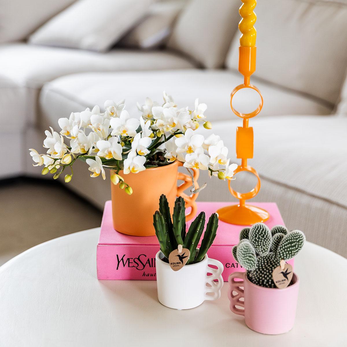 Weiße Phalaenopsis Orchidee Nazaré – Ø9cm – Elegante Zimmerpflanze – Pflegeleicht & Blühfreudig – Ideal für Küche, Wohnzimmer & Büro 