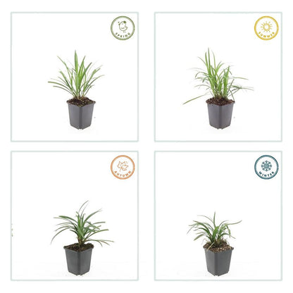 Glöckchentraube Liriope muscari 'Monroe White' – ↕10-25cm – Ø9cm – 60 Pflanzen – Immergrün & Winterhart – Bodendecker & Beete