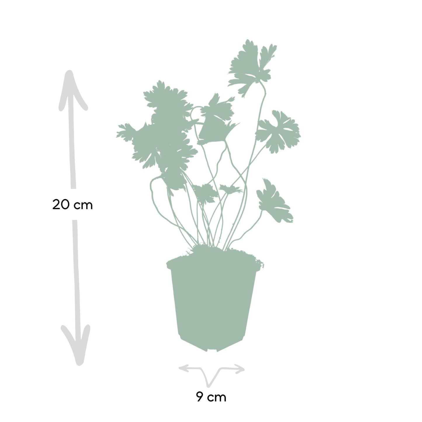 Geranium Rozanne – Blühender Bodendecker – 48 Pflanzen – ↕10–25cm – Ø9cm – Langanhaltende Blüte von Mai bis Herbst – Pflegeleicht & winterhart – Für Beete, Rabatten & Kübel 