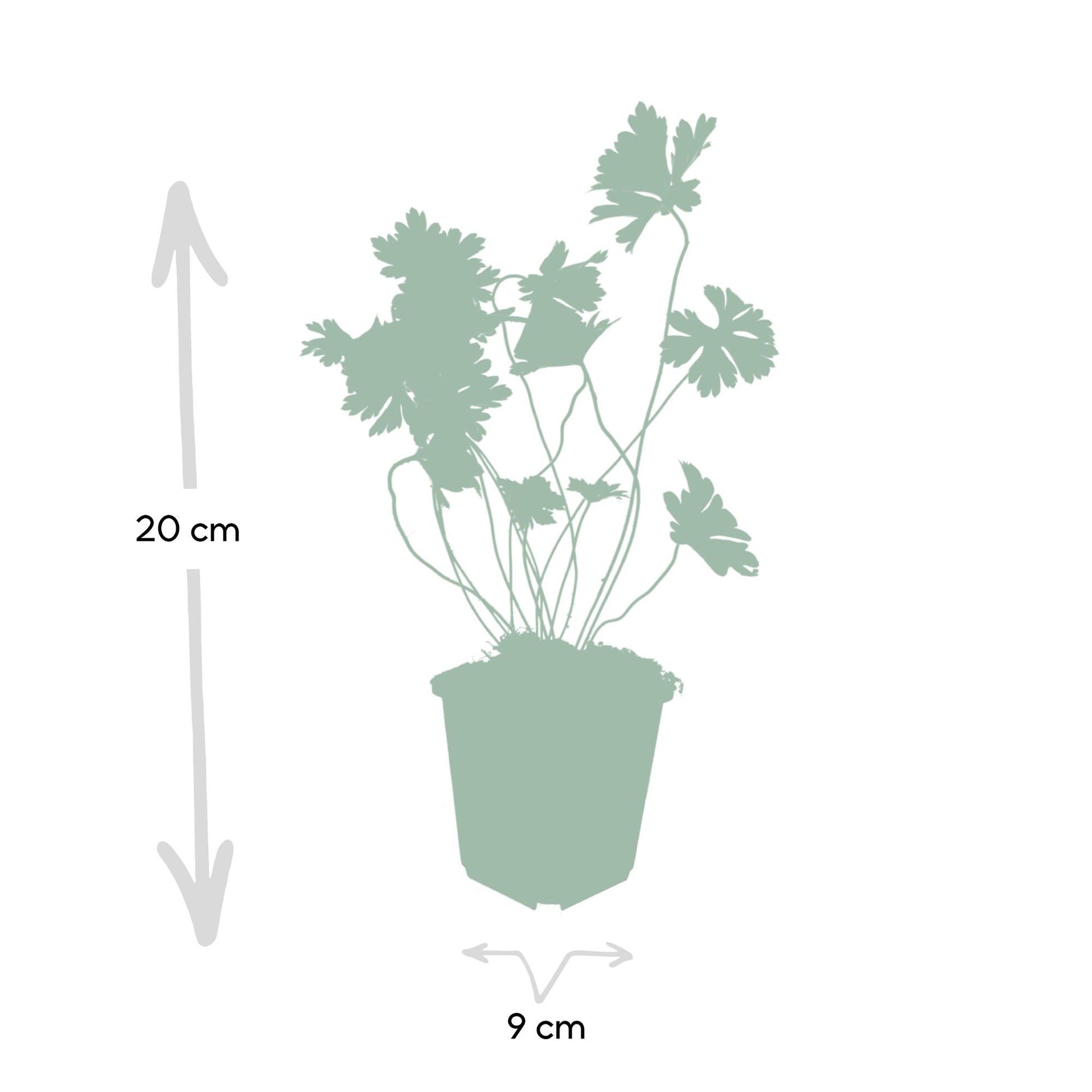 Geranium Rozanne – Blühender Bodendecker – 48 Pflanzen – ↕10–25cm – Ø9cm – Langanhaltende Blüte von Mai bis Herbst – Pflegeleicht & winterhart – Für Beete, Rabatten & Kübel 