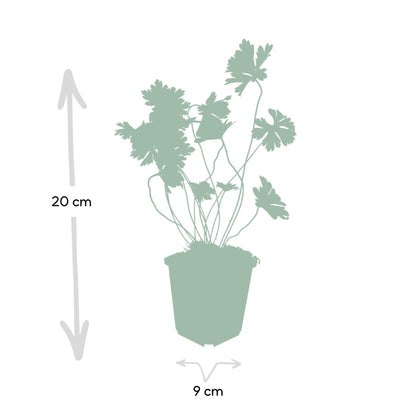 Geranium Rozanne – Blühender Bodendecker – 48 Pflanzen – ↕10–25cm – Ø9cm – Langanhaltende Blüte von Mai bis Herbst – Pflegeleicht & winterhart – Für Beete, Rabatten & Kübel 