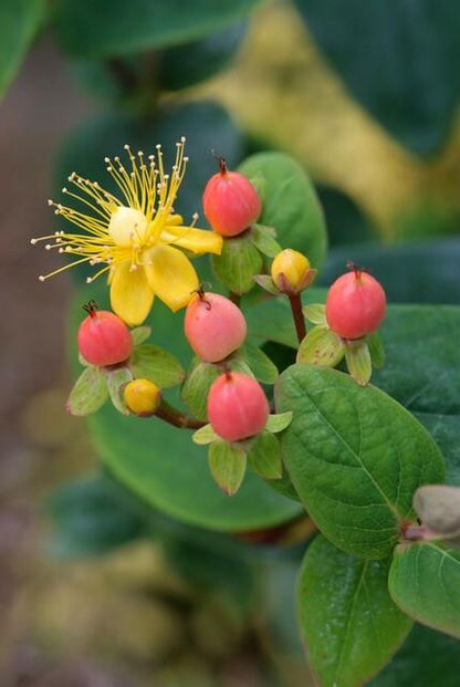 Johanniskraut Hypericum inodorum 'Annebel' – ↕10-25cm – Ø9cm – 40 Pflanzen – Kompakter, sommerblühender Strauch für Beet, Bodendecker & niedrige Hecke – Pflegeleicht & robust