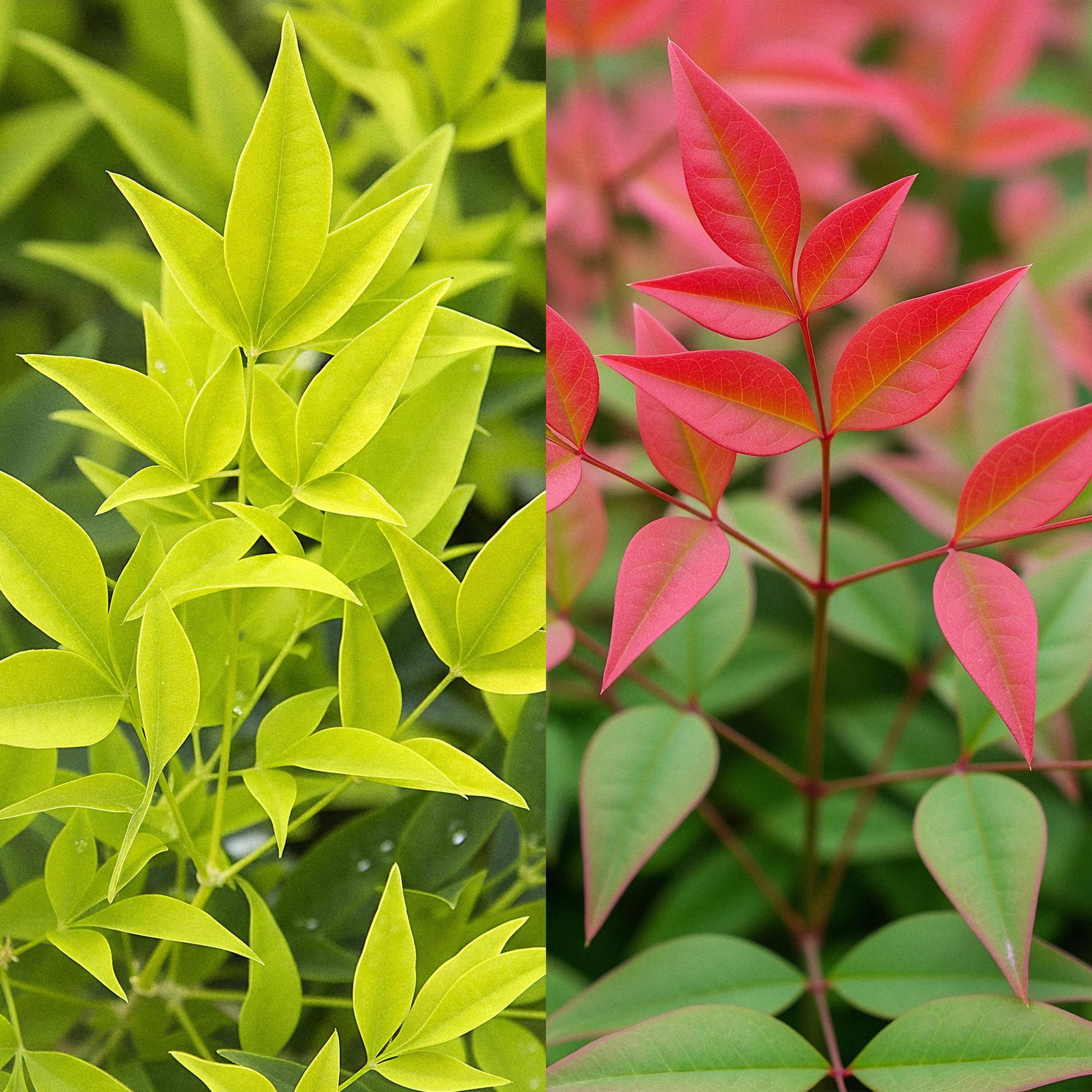 GreenboutiQ - Gartenpflanze - Nandina Duo - Gelb & Rot - 2 Pflanzen - Immergrün - Pflegeleicht - Topf 17cm Höhe 45cm 