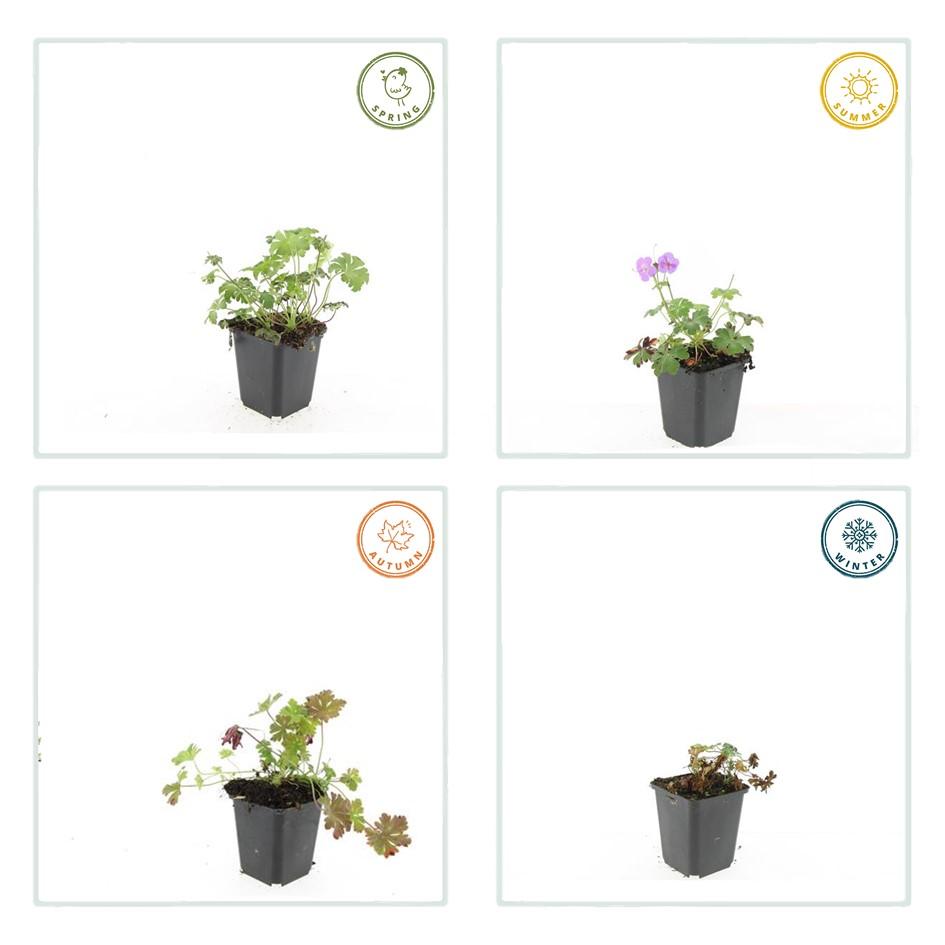Storchschnabel Geranium cantabrigiense 'Cambridge' – ↕10-25cm – Ø9cm – 12 Pflanzen – Bodendecker & Staude mit rosa Blüten – Winterhart, pflegeleicht & bienenfreundlich