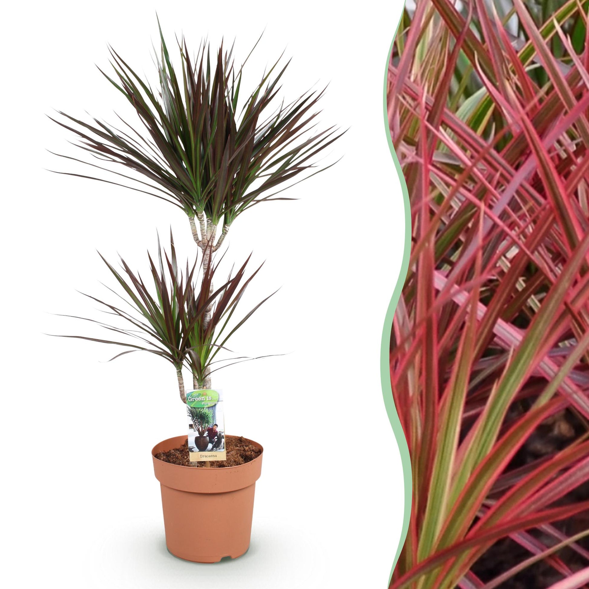 Green boutiQ - Zimmerpflanzen - Dracaena Magenta - Drachenbaum - Pflegeleicht - Rot - 1 Pflanze - Topf 21cm - Höhe 90-100cm 