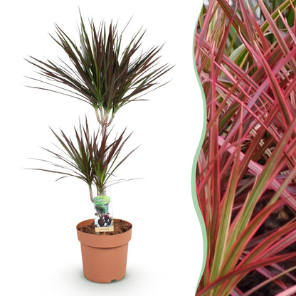 Green boutiQ - Zimmerpflanzen - Dracaena Magenta - Drachenbaum - Pflegeleicht - Rot - 1 Pflanze - Topf 21cm - Höhe 90-100cm 
