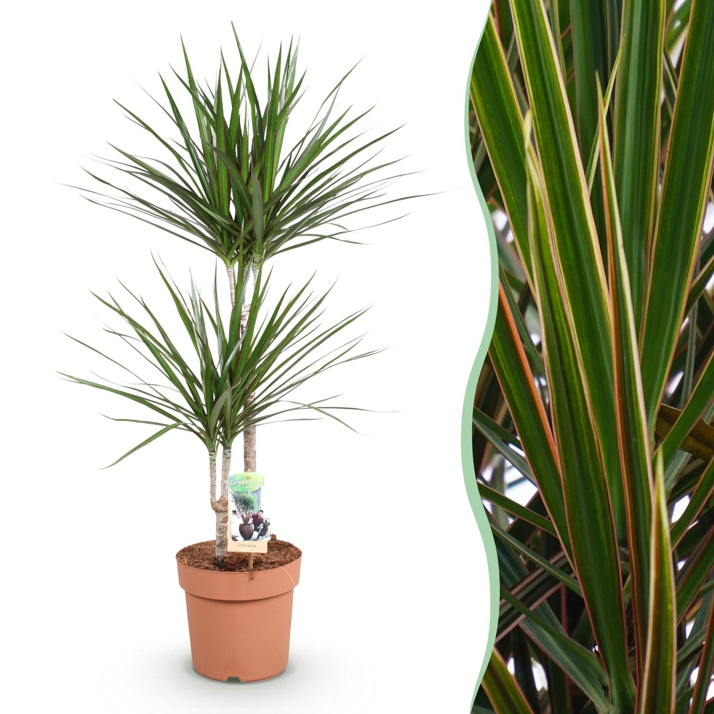 Green boutiQ - Zimmerpflanzen - Dracaena Marginata - Drachenbaum - Wenig Pflege - Grün - 1 Pflanze - Topf 21cm - Höhe 90-100cm 