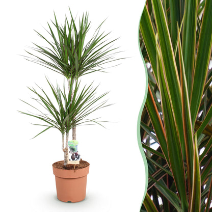 Green boutiQ - Zimmerpflanzen - Dracaena Marginata - Drachenbaum - Wenig Pflege - Grün - 1 Pflanze - Topf 21cm - Höhe 90-100cm 
