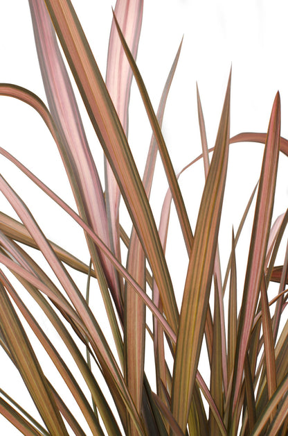 Neuseeländer Flachs - Phormium 'Pink Flamingo' - Ø14cm ↕50cm - Immergrüne Zierpflanze mit rosa Schwertblättern - Winterhart & pflegeleicht 