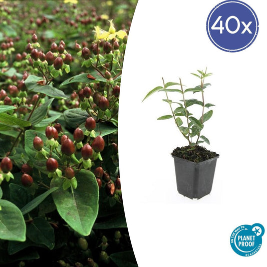 Duftloses Johanniskraut Hypericum inodorum – ↕10-25cm – Ø9cm – 40 Pflanzen – Winterharter Zierstrauch mit gelben Blüten