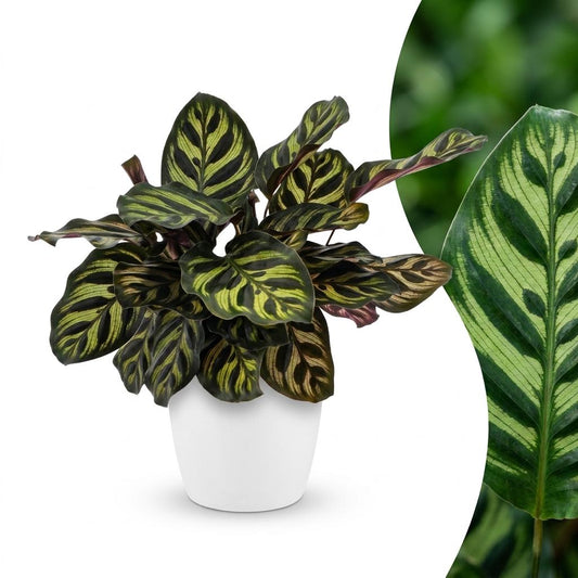 Pfauenpflanze – Calathea makoyana – Topf Ø12cm – Höhe 25cm – mit weißem Dekotopf – Dekorative Zimmerpflanze