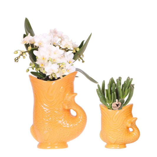 Weiße Nazaré-Orchidee und Sukkulente in dekorativem orangenem Fisch-Topf - Topfgröße Ø9cm & Ø6cm - Zimmerpflanze