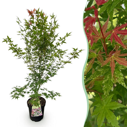 Green boutiQ - Gartenpflanze - Acer palmatum Phoenix - Japanischer Ahorn - Laubabwerfend - Grün - Rot - 1 - Topf 26cm - Höhe 90cm 