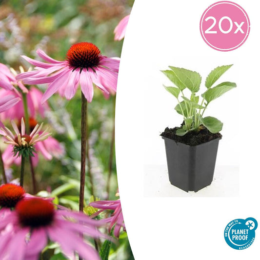 Rotblühender Scheinsonnenhut Echinacea p. 'Magnus' – ↕10-25cm – Ø9cm – 20 Pflanzen – Winterharte Staude – Bienenfreundlich – Für sonnige Beete & Wildblumenwiesen