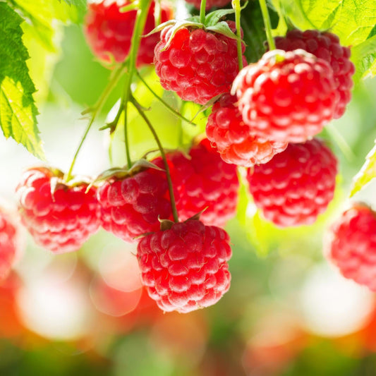 Green boutiQ - Fruit plant - Rubus idaeus Ottawa - Raspberry plant - Hardy - Red Raspberry - 2 Plants - Pot 15cm - Height 50cm 