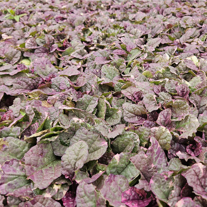 Ajuga reptans 'Burgundy Glow' – 48 Pflanzen – ↕10-25cm – Ø9cm – Bodendecker – Mehrfarbiges Laub – Winterhart & Pflegeleicht – Bienenfreundlich