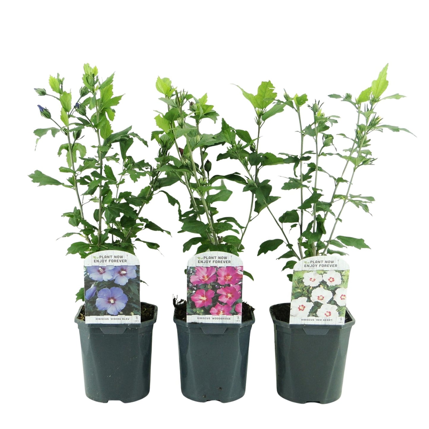 Garteneibisch - Hibiscus syriacus Tricolour - Blüte Rosa, Weiß und Blau - Strauch - 3 Pflanzen - Laubabwerfend - Topf 17cm Höhe 45cm 
