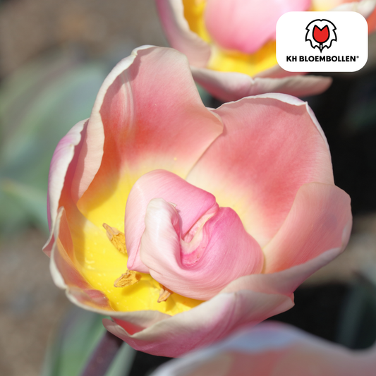 Tulpenzwiebeln Apricot Delight – 20 Blumenzwiebeln - Zartrosa-Apricot Tulpe – Groß & Kraftvoll – Für Garten oder Topf – Frisch vom Züchter 
