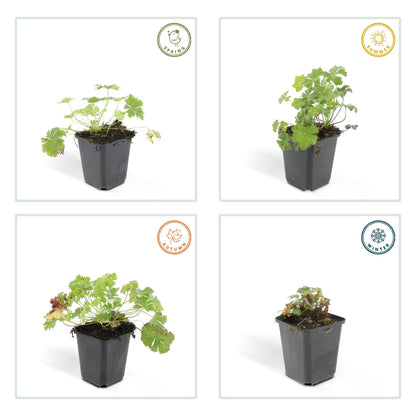 Geranium cantabrigiense 'Biokovo' – 24 Pflanzen – ↕10-25cm – Ø9cm – Bodendecker mit weiß-rosa Blüten – Winterhart & pflegeleicht – Für Beete & Ränder 