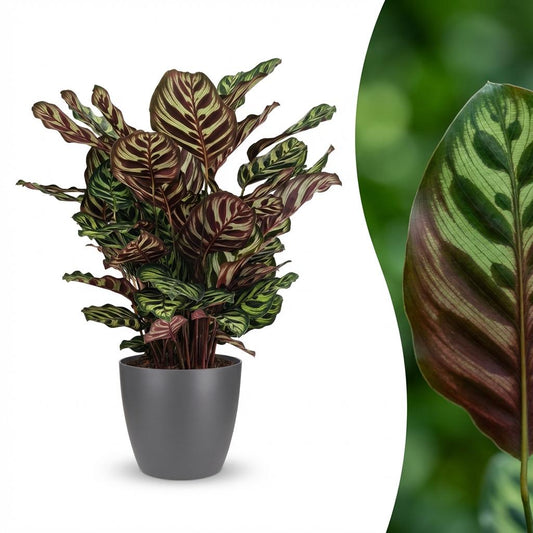Calathea Makoyana Pfauen Korbmarante 70cm – Zimmerpflanze im Potter Grau Übertopf Ø19cm – dekorative Blattzeichnung mit violetter Unterseite – pflegeleicht, luftreinigend für Wohnung & Büro 
