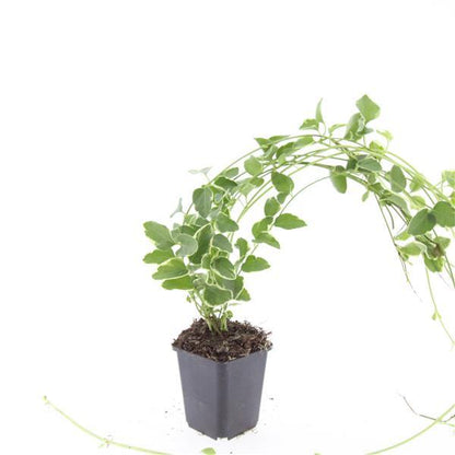 Vinca major 'Variegata' – 48 Pflanzen – immergrüner Bodendecker mit cremeweiß gerandeten Blättern – winterhart & pflegeleicht 