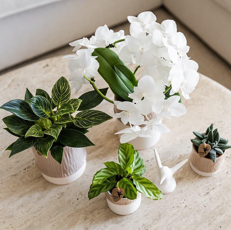 Kolibri Home | Bamboo Übertopf - Sand - Ø6cm 