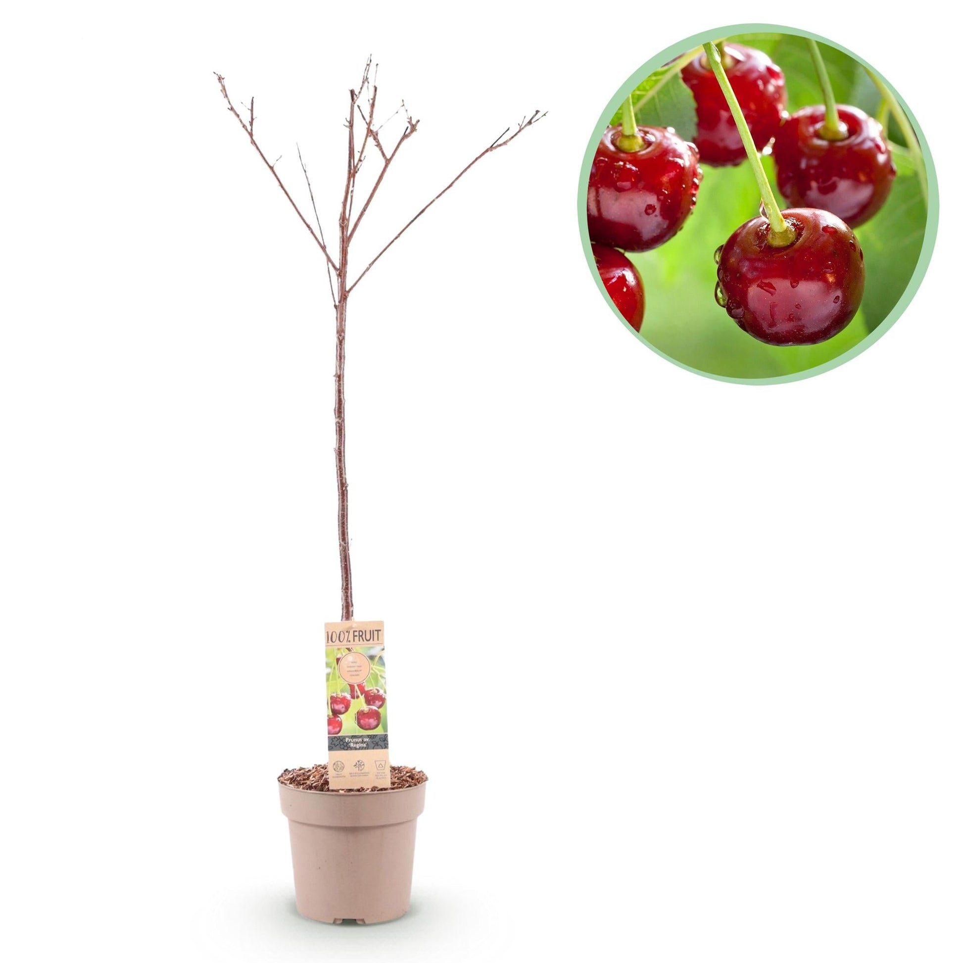 Kirschbaum Prunus avium Regina – Rote Kirsche – Obstbaum im Ø21cm – Höhe ca. 90cm – Süße Kirschen, pflegeleicht & gesund – Perfekt für Garten & Balkon 