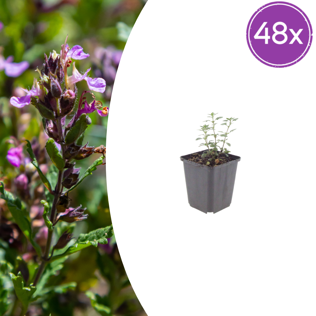 Teucrium lucidrys – 48 Pflanzen – Ø9cm – Höhe 10-25cm – Immergrüner Halbstrauch – Schnittverträglich – Für Hecken, Formpflanzung & Steingarten - Oasis of Life