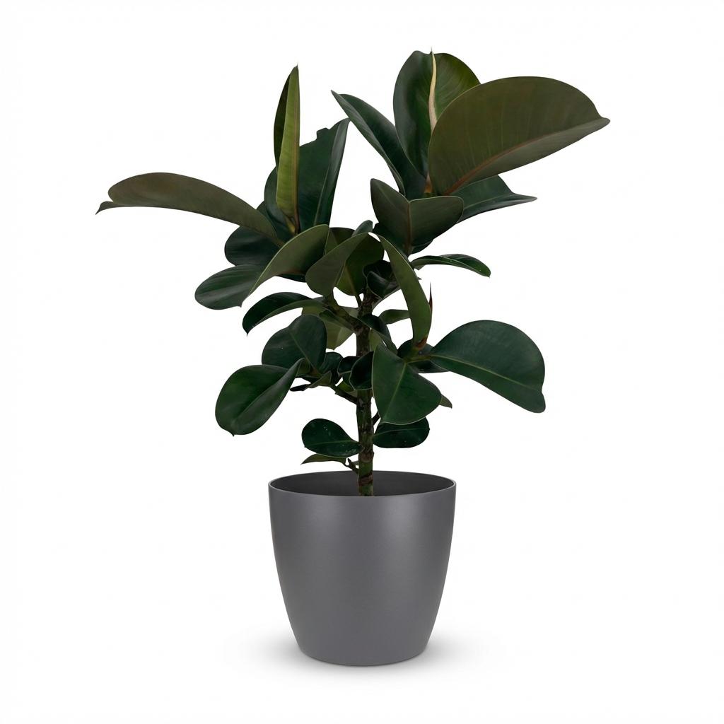 Ficus Elastica Cloe Gummibaum 65cm – Zimmerpflanze im Topf Grau Ø19cm – große grüne Blätter – pflegeleicht, luftreinigend für Wohnung & Büro – ideal bei Halbschatten 