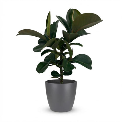 Ficus Elastica Cloe Gummibaum 65cm – Zimmerpflanze im Topf Grau Ø19cm – große grüne Blätter – pflegeleicht, luftreinigend für Wohnung & Büro – ideal bei Halbschatten 