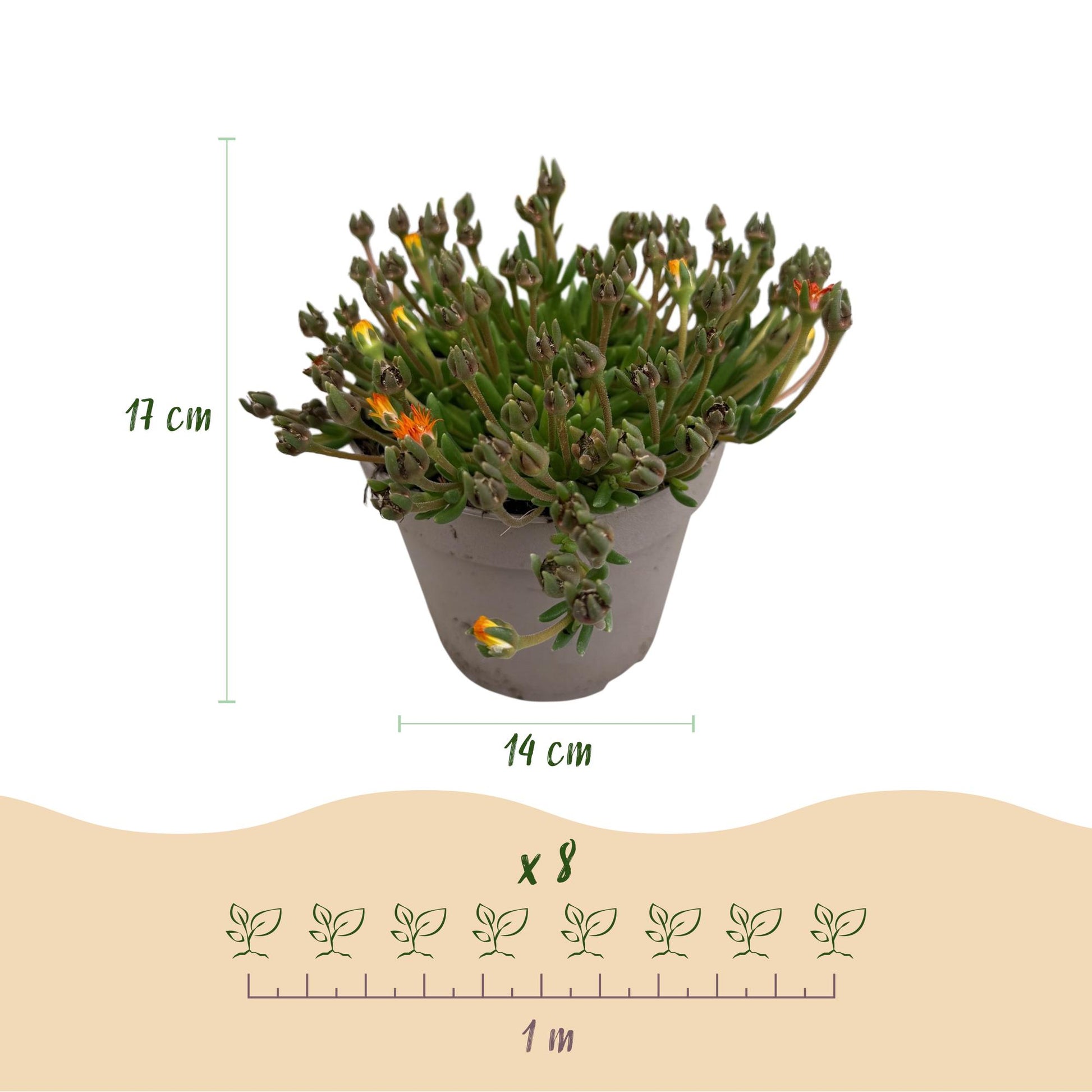 GreenboutiQ - Bodendecker - Winterhart - Delosperma Jewel of Dessert - 8 Pflanzen - Farben Rot - Orange - Lila - Rosa - Pflegeleicht - Topf 14cm Höhe 17cm 